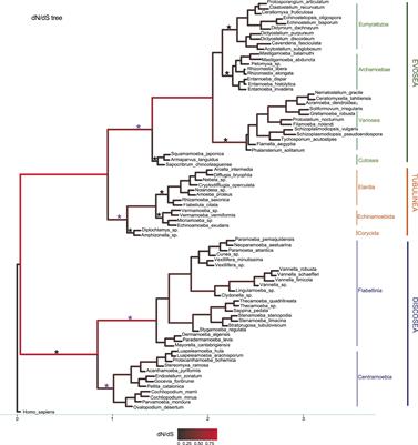 Variation of natural selection in the Amoebozoa reveals heterogeneity across the phylogeny and adaptive evolution in diverse lineages